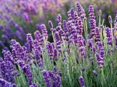 Herbs & Flowers